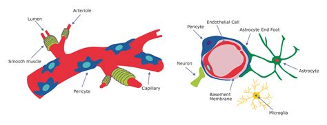 Vascular Pericytes: Frequently Asked Questions (FAQs)