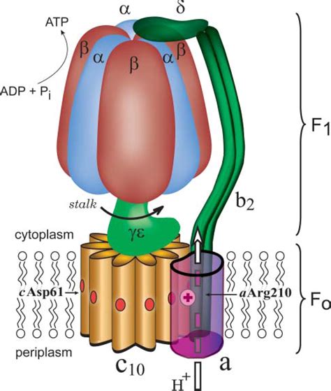 Insights into the Molecular Mechanism of Rotation in the Fo Sector of ...