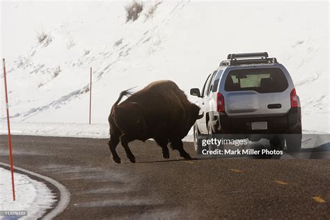 Usa Yellowstone National Park Bison Charging High-Res Stock Photo ...