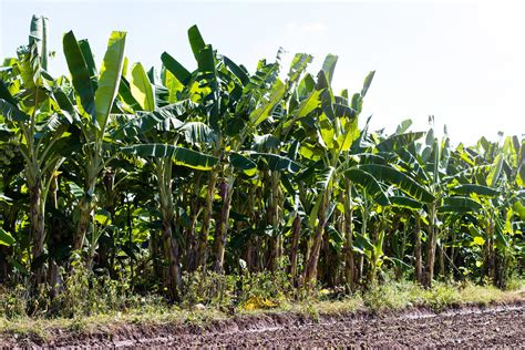 Banana plantation on soil cultivation. 7427608 Stock Photo at Vecteezy