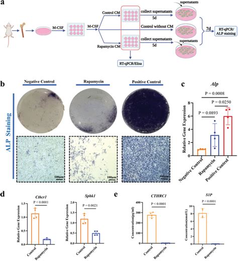 Osteogenic function of osteoclastogenesis. a) Schematic diagram of the ...