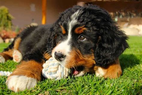 Mini Bernese Mountain Dog — Your Tiny Household Friend | by In NewsWeekly | Medium