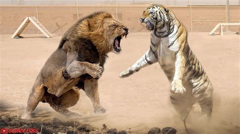 Lion VS Tiger Real Fight - Tiger VS Lion - Blondi Foks Lion VS Tiger Real Fight - Tiger VS Lion ...