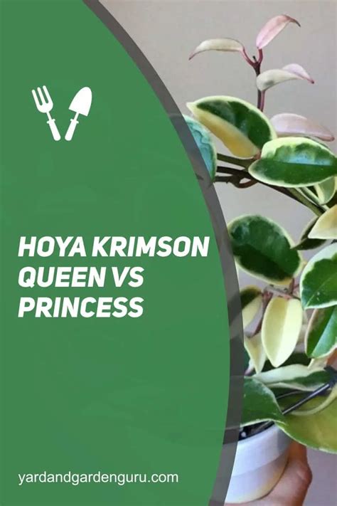 Hoya Krimson Queen Vs Princess