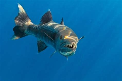 Barracuda Teeth: Sharp and Dangerous (Facts and Pictures)