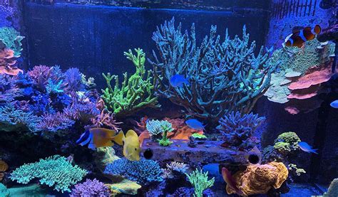 Aquarium Lighting Basics Part One - hygger