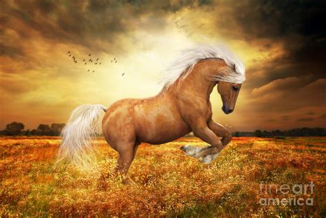 Palomino Horse Sundance Painting by Shanina Conway