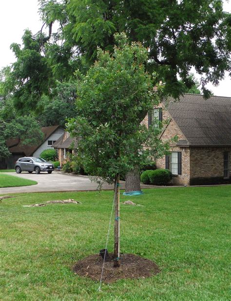 Cedar Elm Tree - Dallas, Texas - Treeland Nursery