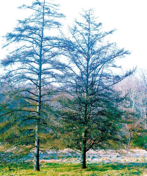 Types Of Cedar Pine Trees