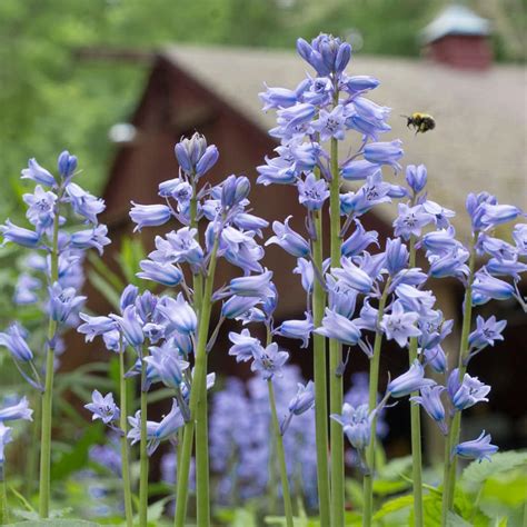 Spanish Bluebell Bulbs | Always Wholesale Pricing | Colorblends®