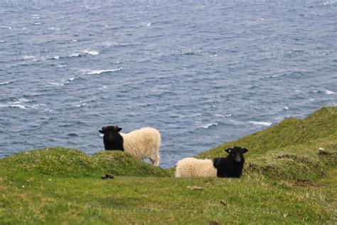 Portrait of sheep on Faroe Islands 3071380 Stock Photo at Vecteezy