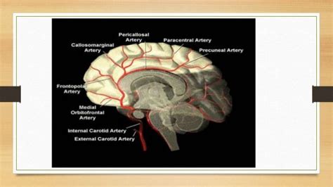 Cerebral circulation