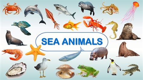 40 Important Sea Animals Names in English and Hindi