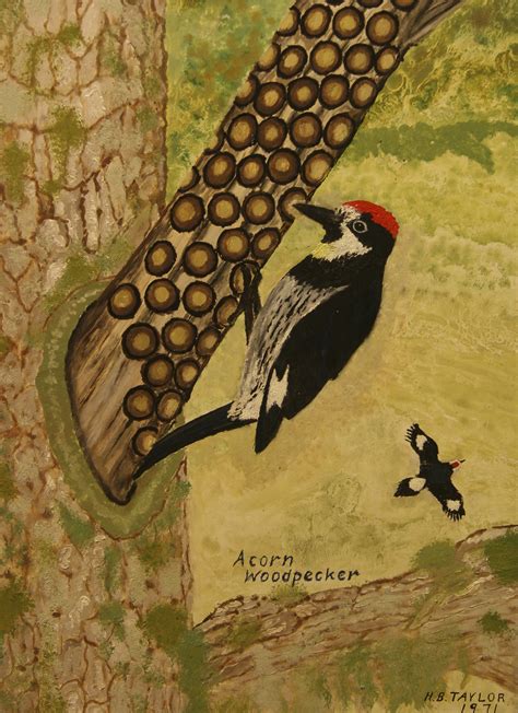 Acorn Woodpecker – The Living Rock Studios