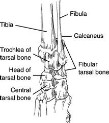 Tarsus Anatomy Of The Dog Normal Anatomy Vet-Anatomy, 57% OFF