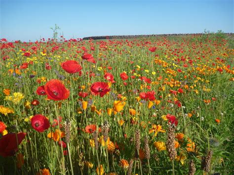 East Lothian Townscape : Wildflower Bed... © Richard West :: Geograph ...