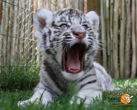 tiger-cub-yawn-jpg-253723 - Yiral