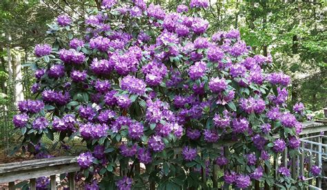 Catawba rhododendron - Planters Place