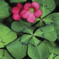 Oxalis tetraphylla (deppei) - flowers rose; 'four-leaf clover' leaves ...