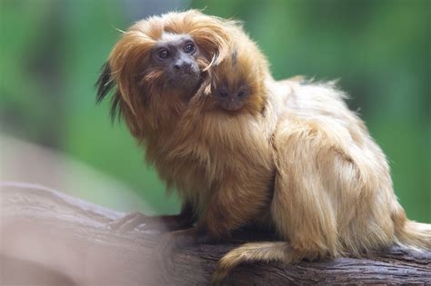 Baby Tamarin Monkey