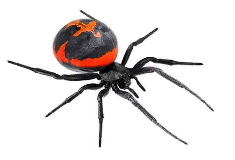 Black Widow Spider - A-Z Animals