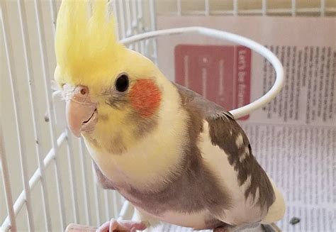 Looking to adopt a pet? Here are 4 lovable birds to adopt now in