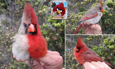 Northern cardinal with rare abnormality of male AND female plumage split down the middle in ...