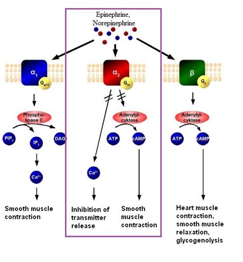 Medical Pharmacology: The Pharmacology of Alpha-2-Receptor Antagonists