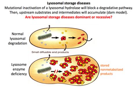 Lysosomal Storage Disease Usmle - Quotes Marco