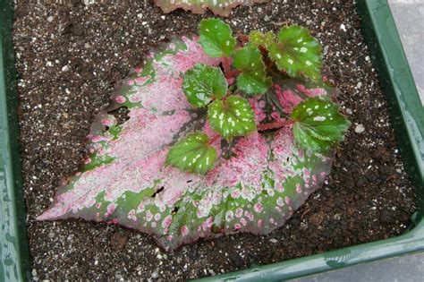 Propagating begonia - rooted leaf begonia cuttings Succulents Garden, Garden Plants, Planting ...