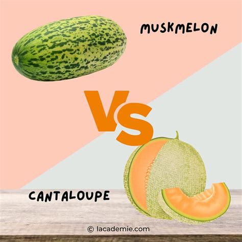 Cantaloupe vs. Muskmelon – Discover the Differences 2024