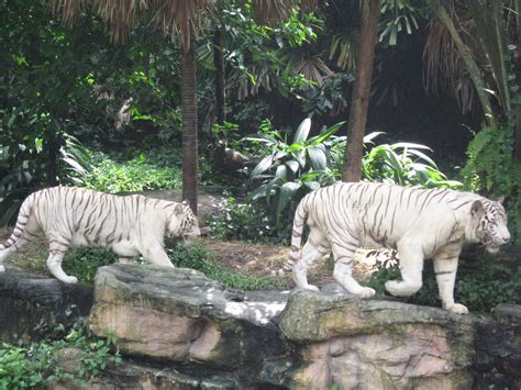 File:White tigers, Singapore Zoo 5.JPG - Wikipedia