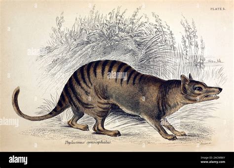 Extinct Thylacine or Tasmanian Tiger (Thylacinus cyanocephalus) engraved by W. Lizars. From ...