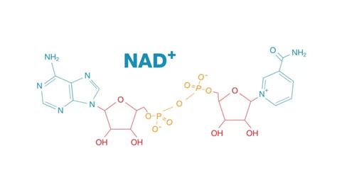 Determining the Ideal Candidates for NAD+ Supplements: A Comprehensive Guide | NAD