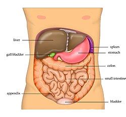 Abdomen - Abdomen - qaz.wiki