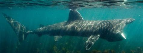Basking Shark - Shark Facts For Kids