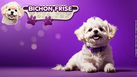 The Bichon Frise: A Comprehensive Guide - Radio Power Strike - The ...