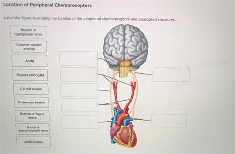 Solved Location of Peripheral Chemoreceptors Label the | Chegg.com