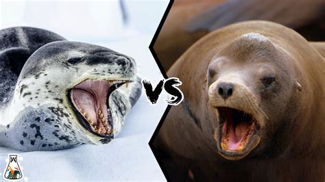 Leopard Seal Vs Sea Lion