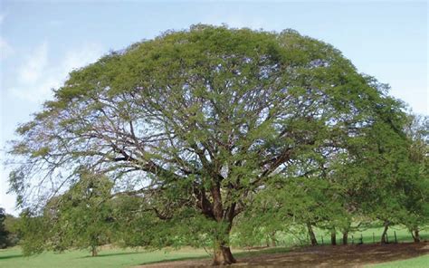 El Árbol de guanacaste símbolo nacional - Periódico Mensaje Guanacaste