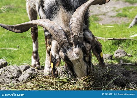 Capra hircus stock image. Image of wildlife, capra, lunch - 57332013