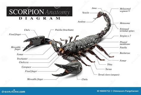 Scorpion diagram stock photo. Image of sting, isolated - 98800752