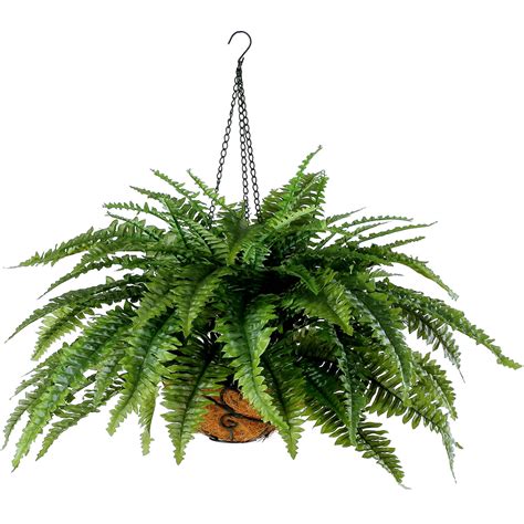 Boston Fern Hanging Basket, 1 Each - Walmart.com