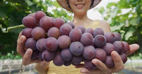 7 Kinds of Japanese Grapes - Minneopa Orchards