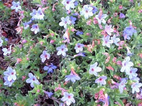 PlantFiles Pictures: Lithodora 'Grace Ward' (Lithodora diffusa) by PotEmUp | Self watering pots ...