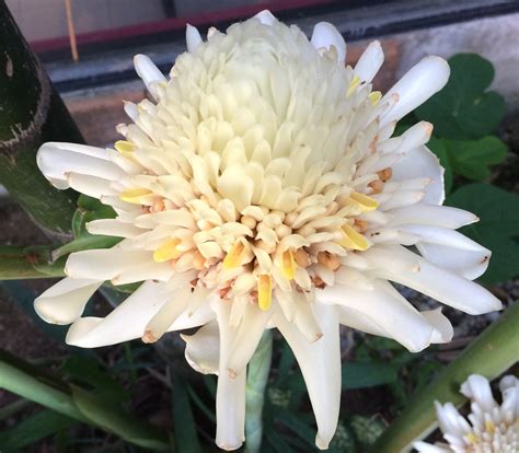 Etlingera elatior - White Torch Ginger - Seeds