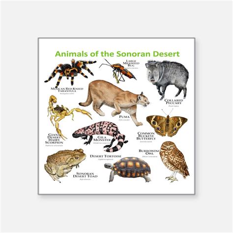 Sonoran Desert Animals Hobbies Gift Ideas | Sonoran Desert Animals ...