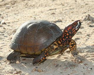 Three toed box turtle - Alchetron, The Free Social Encyclopedia