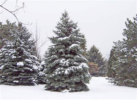 Evergreens In Snow Free Stock Photo - Public Domain Pictures