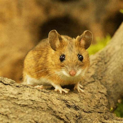 Yellow-Necked Mouse - British Wildlife Centre